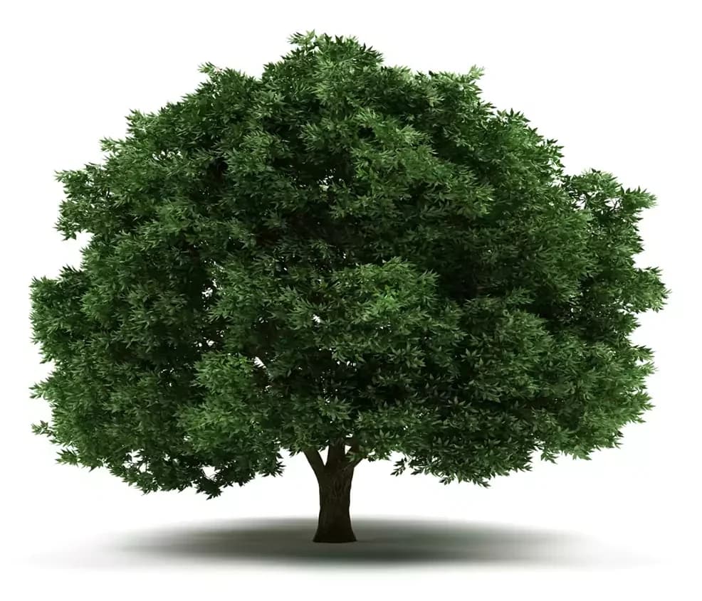 Un albero dalla chioma folta